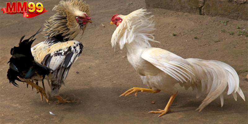 Những bí quyết giúp đá gà cựa sắt chiến thắng trong mỗi trận đấu