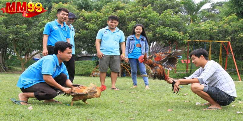 Đá gà cựa sắt