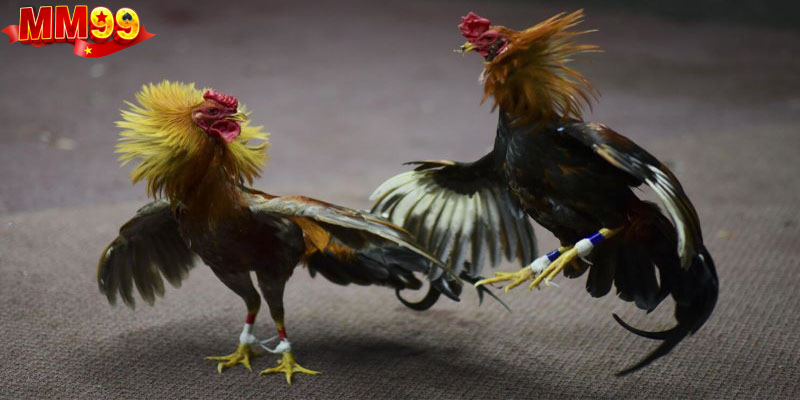 Đá Gà Trực Tiếp C2