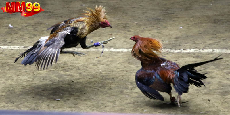 Đá Gà Trực Tiếp C3