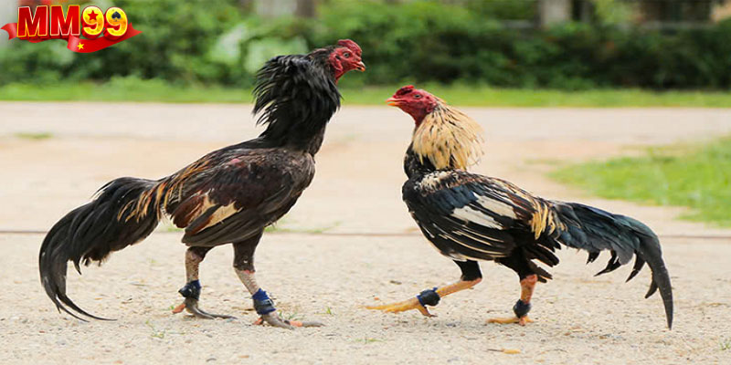 Đá gà trực tiếp C1