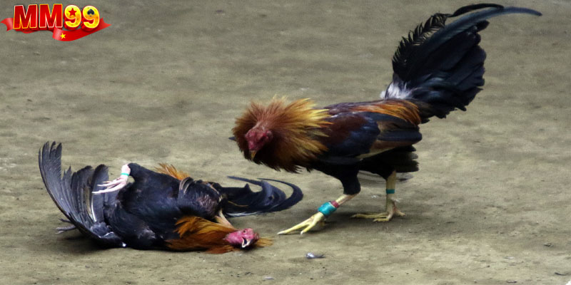 Giới thiệu chi tiết nhất về hình thức đá gà trực tiếp C3 viên