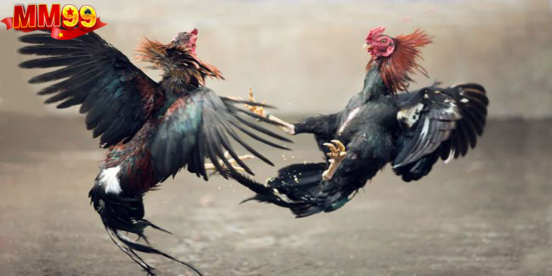 Khám phá nét đặc trưng của đá gà cựa sắt