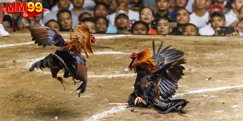 Đá gà trực tiếp C1 là loại hình thi đấu giữa các chiến kê được tuyển chọn