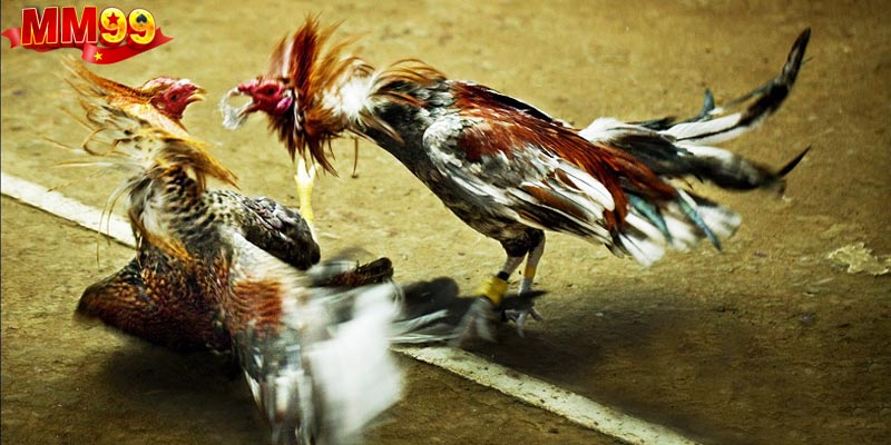 Luật dành cho người tham gia chơi cá cược