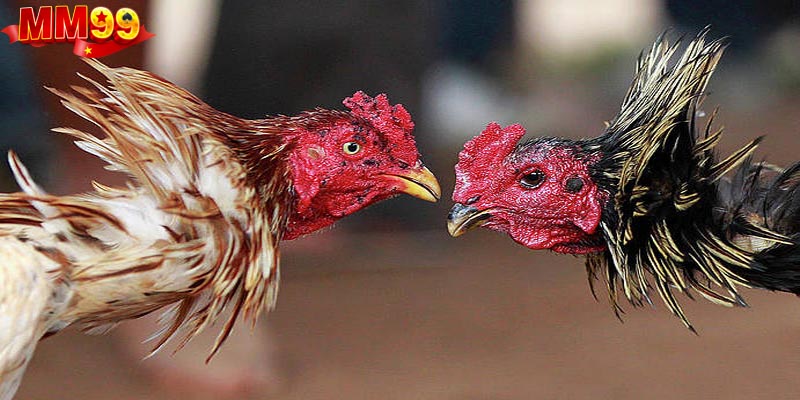 Các điều cần lưu ý khi xem tại trang cược