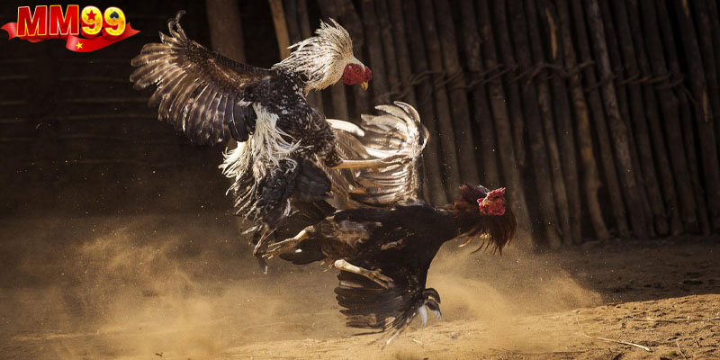 Lý do đá gà cựa sắt luôn thu hút và luôn được yêu thích