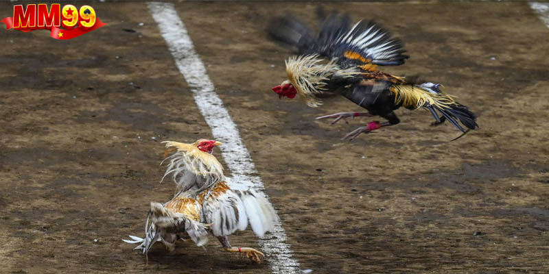 Luật tham gia chi tiết và đầy đủ dành cho bạn