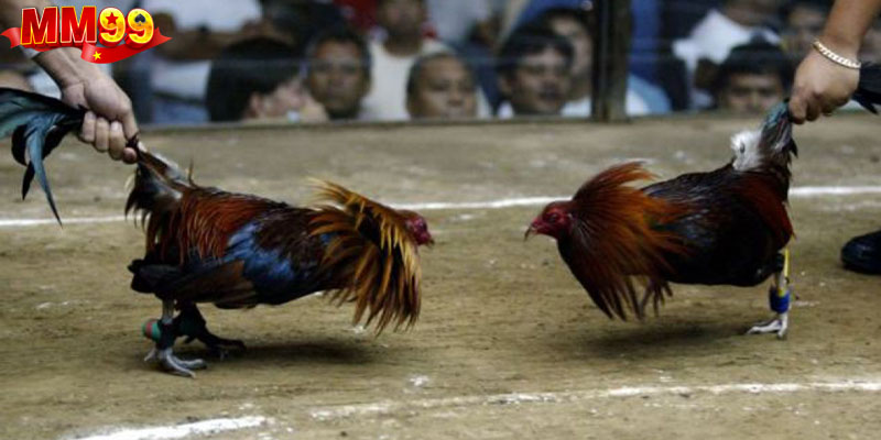 Quy định về tính thắng thua trong chọi kê trực tiếp C1