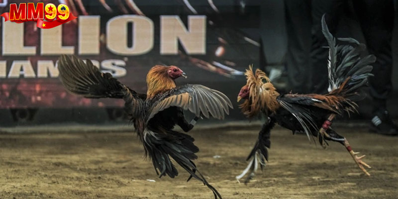 Sức hút đặc biệt từ sảnh game dành cho hội viên