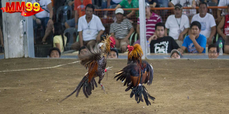 Tham gia đặt cược khi trận đấu sắp bắt đầu